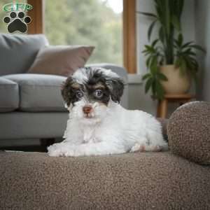 Carter, Miniature Poodle Puppy